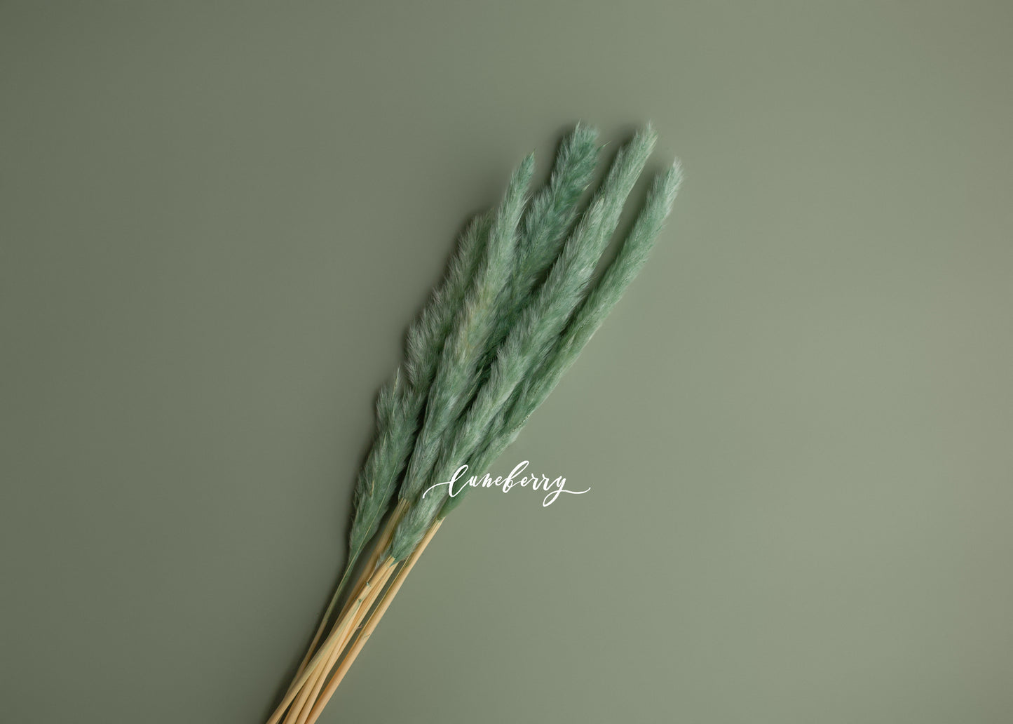 SUCCULANT Pampas Grass Short- NN Seamless