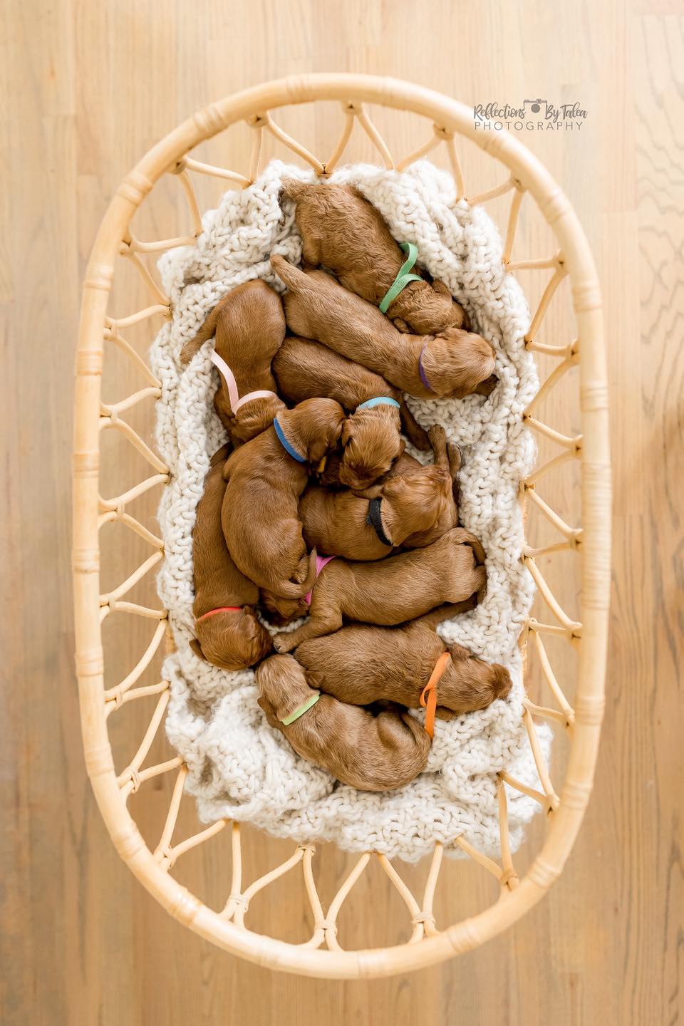 Full Size Bamboo Crib