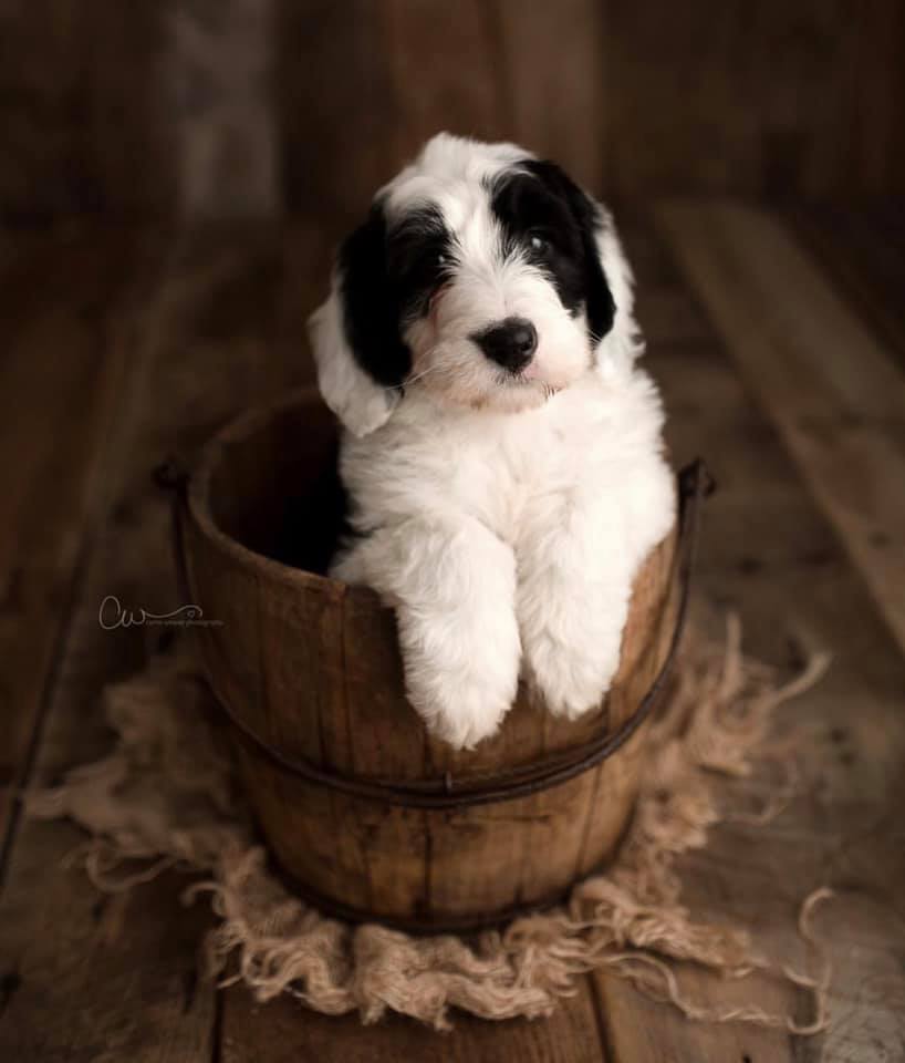 Vintage Wooden Water Bucket *READY TO SHIP*