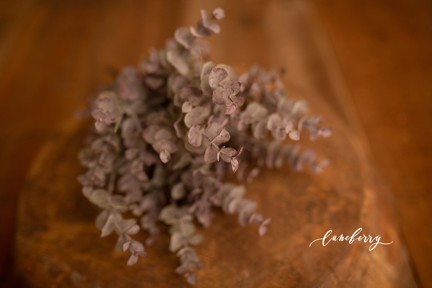 Eucalyptus Purple Bunch