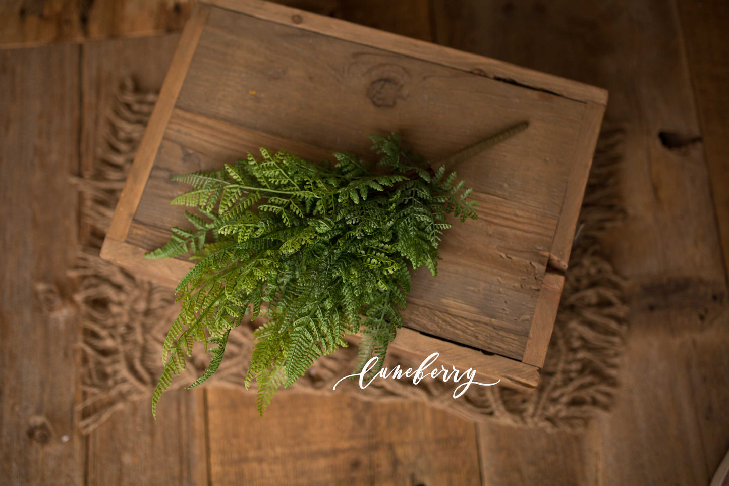 Fern Foliage