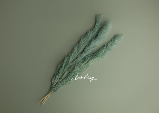 SUCCULANT Pampas Grass Large- NN Seamless
