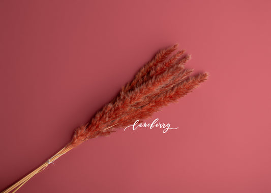 WESTERIA Pampas Grass Short- NN Seamless