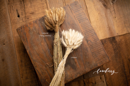 Bunny Tails Dried Natural bunch