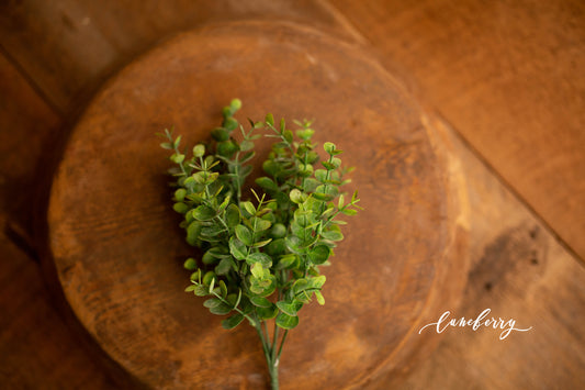 Green Eucalyptus Foliage