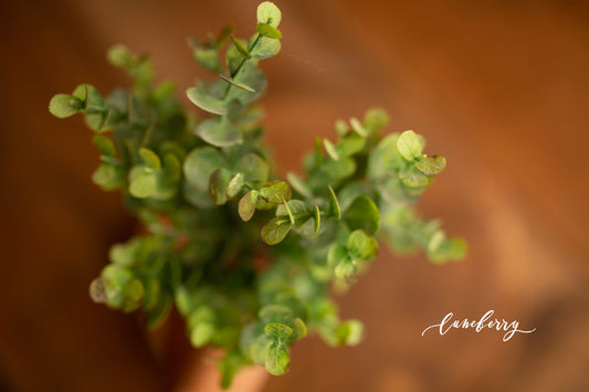 Green Eucalyptus Foliage