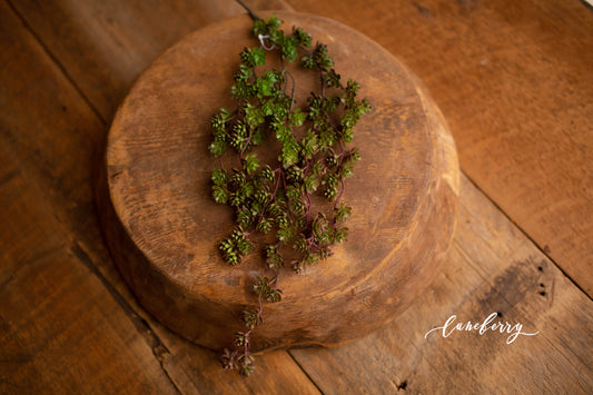 Variagated Mini Succulent Bunch